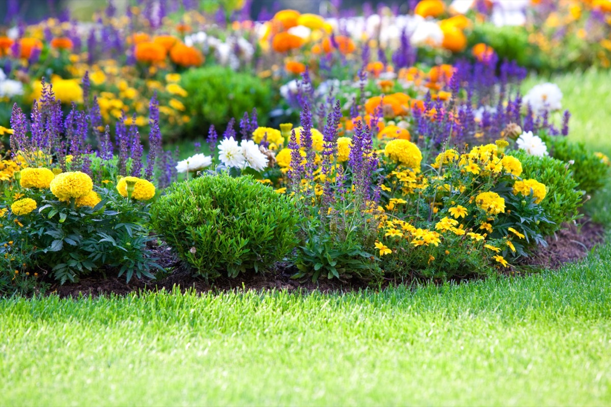 multicolored flowerbed on lawn