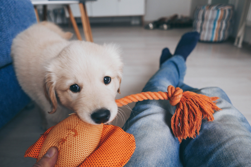 golden retriever