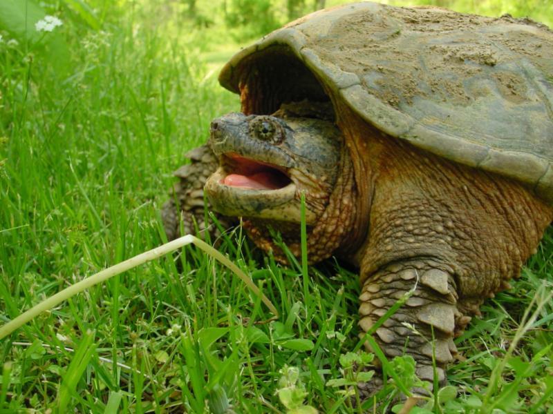 turtle at Owl's Hill Nature Sanctuary