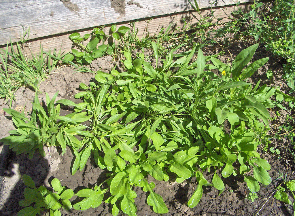 Arugula plant growing