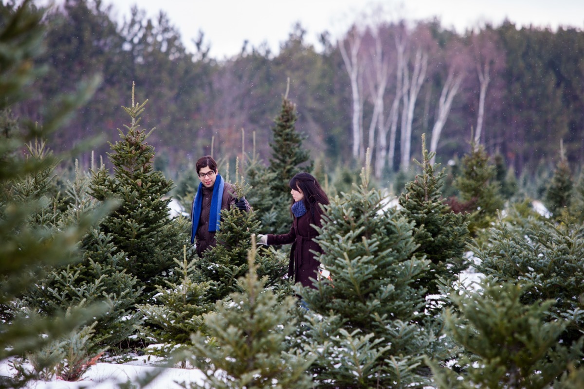 couple at christmas tree farm together