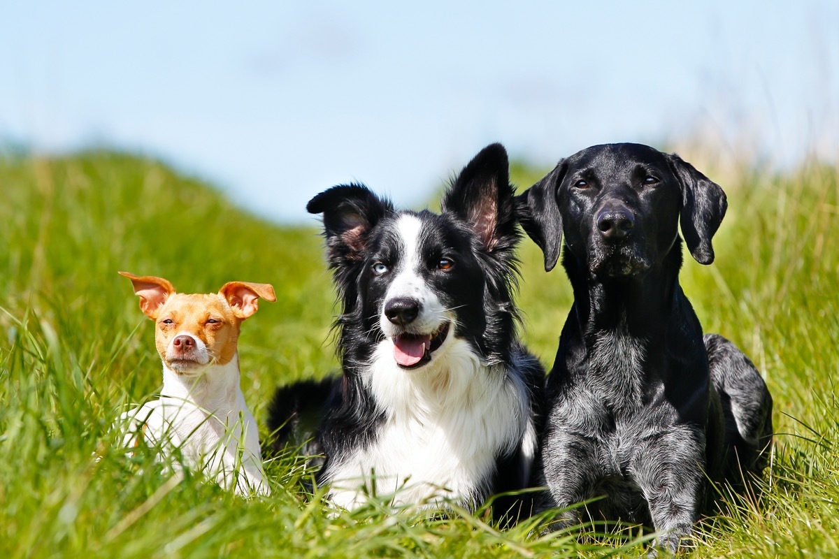 Purebred dogs outdoors on a sunny summer day.