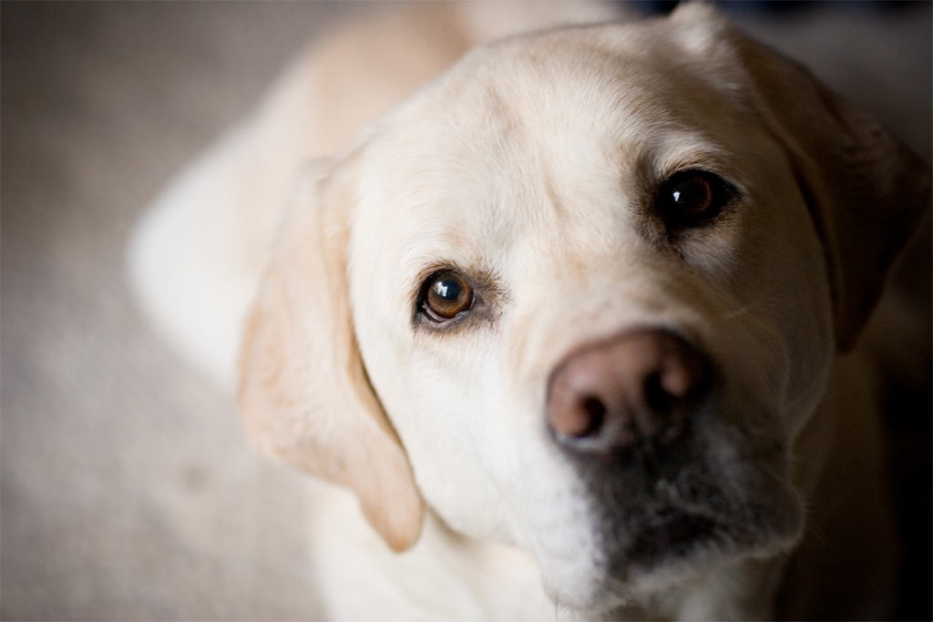 2. Labrador retriever