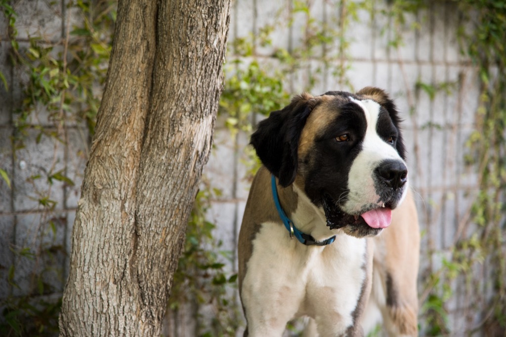 saint bernard dog