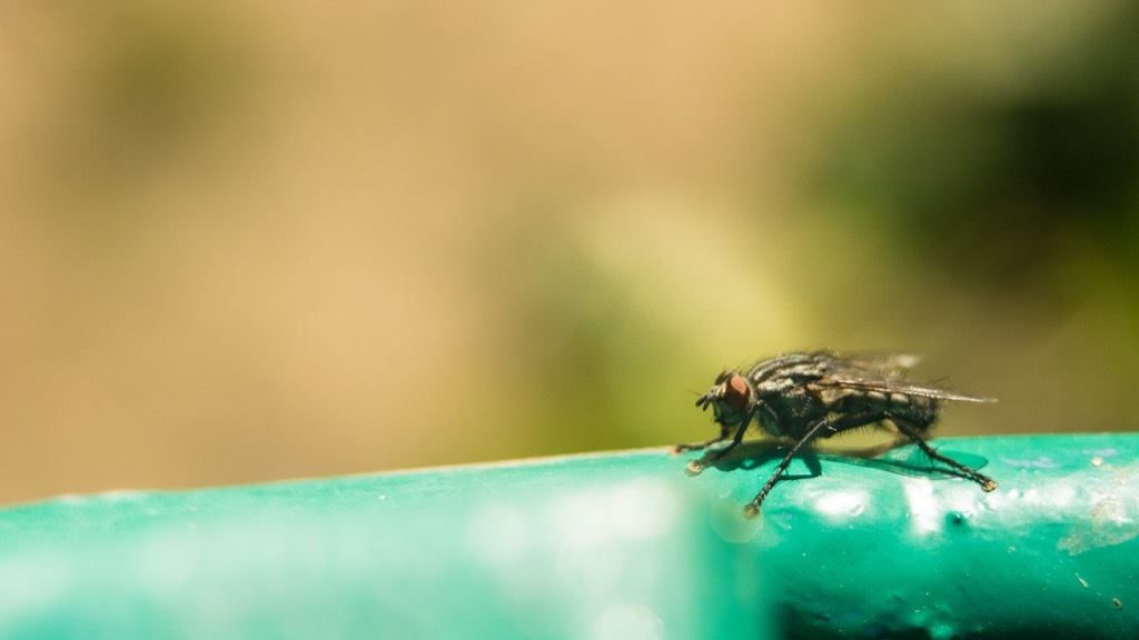 Tsetse Fly