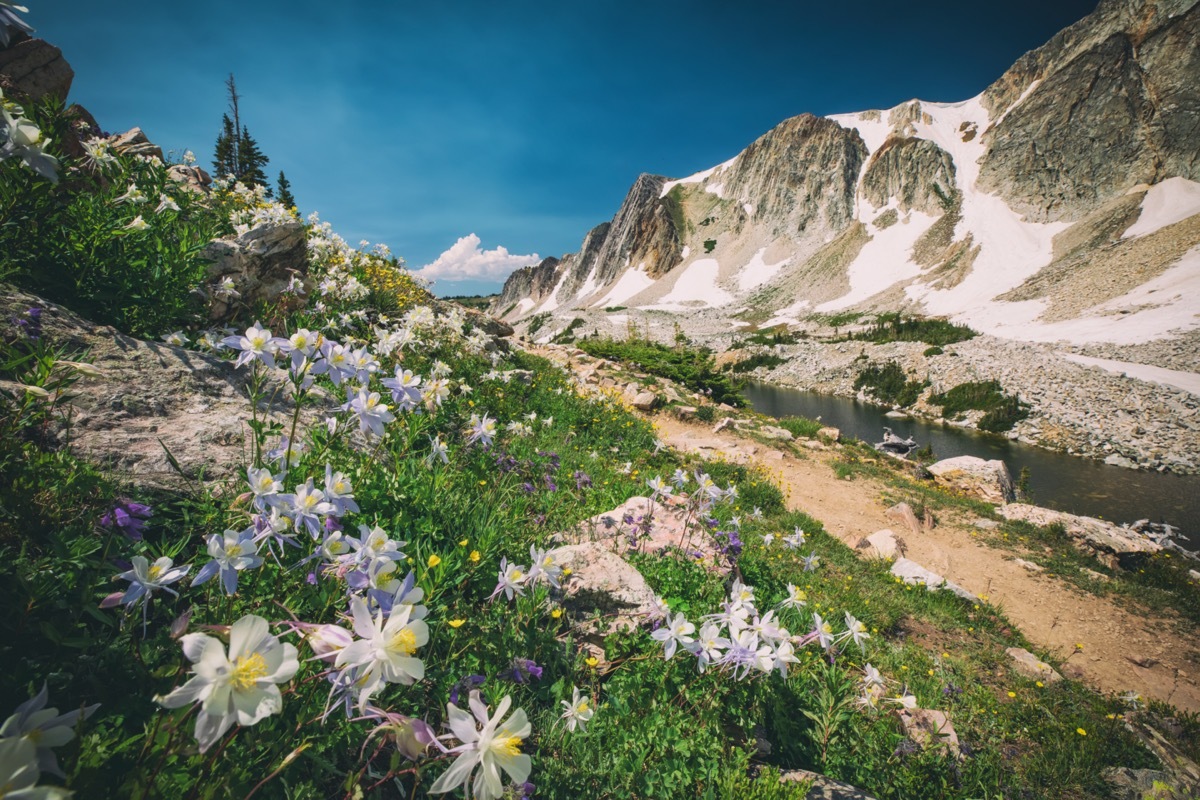 a mountain, trail, and flowers in Laramie County, which Ranchettes, Wyoming is a part of