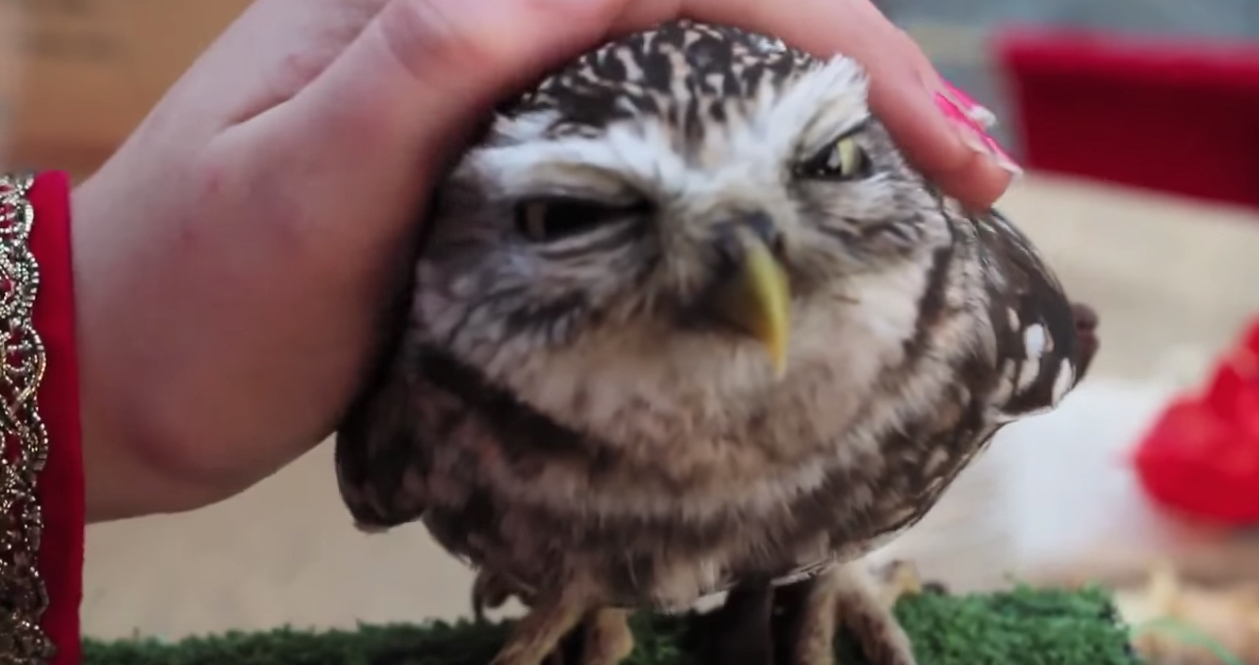 Molla The Pet Owl Craziest Pets