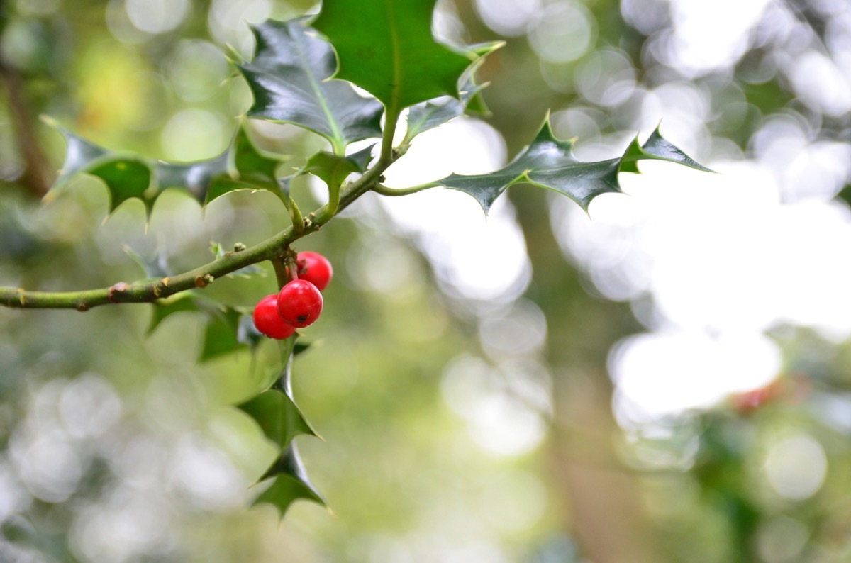 holly berries, backyard dangers