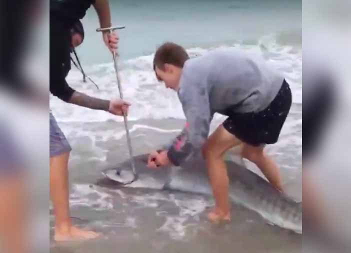 http://158.69.55.95/wp-content/uploads/2018/09/Caught-shark.jpg