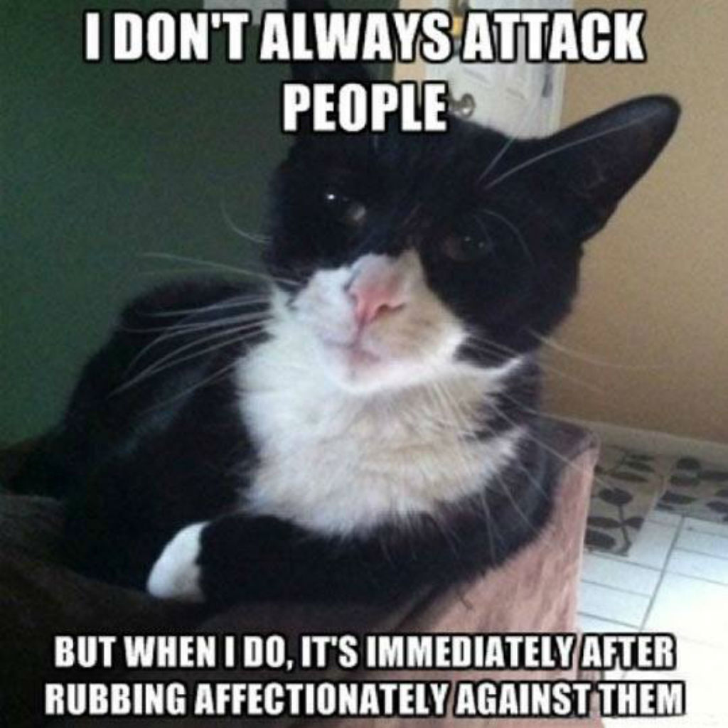 Most interesting cat memes