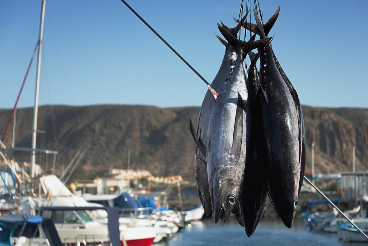 fishing boat unloading tuna