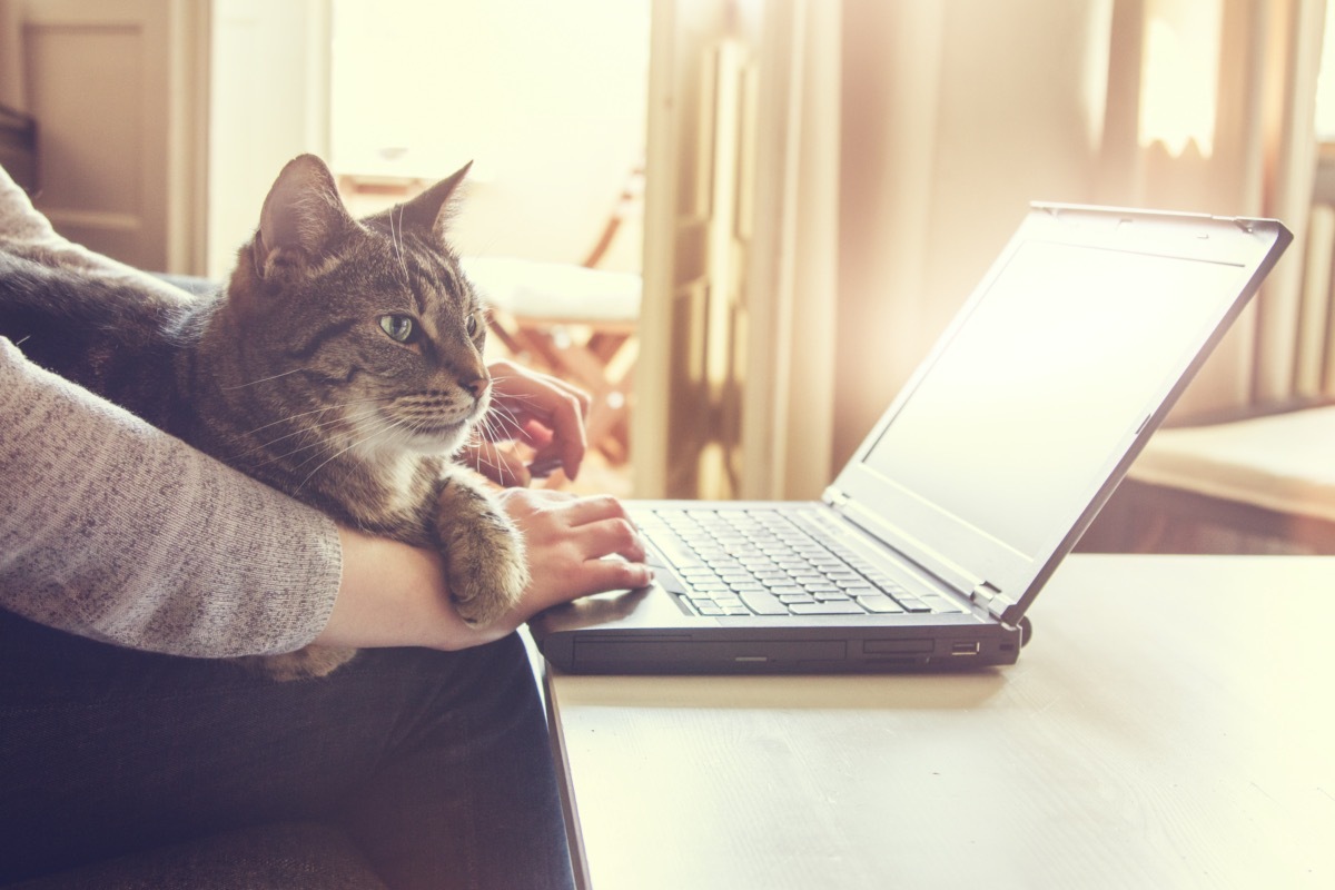 cat on human's lap during video call or zoom