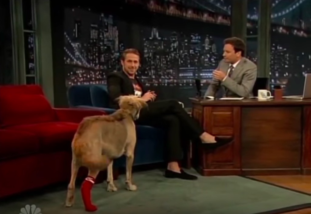 Ryan Gosling feeds his dog an apple