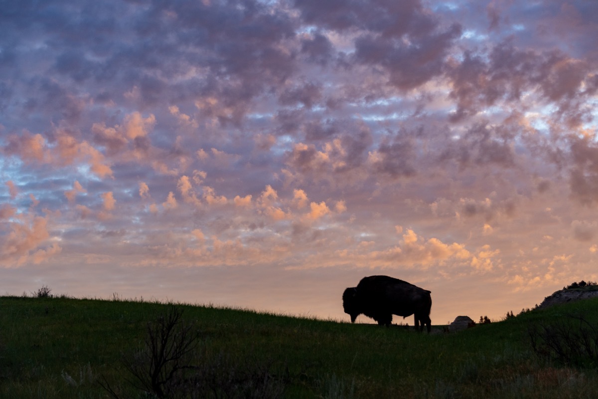 American bison in Theodore Roosevelt National Park with its rugged badlands in the background.