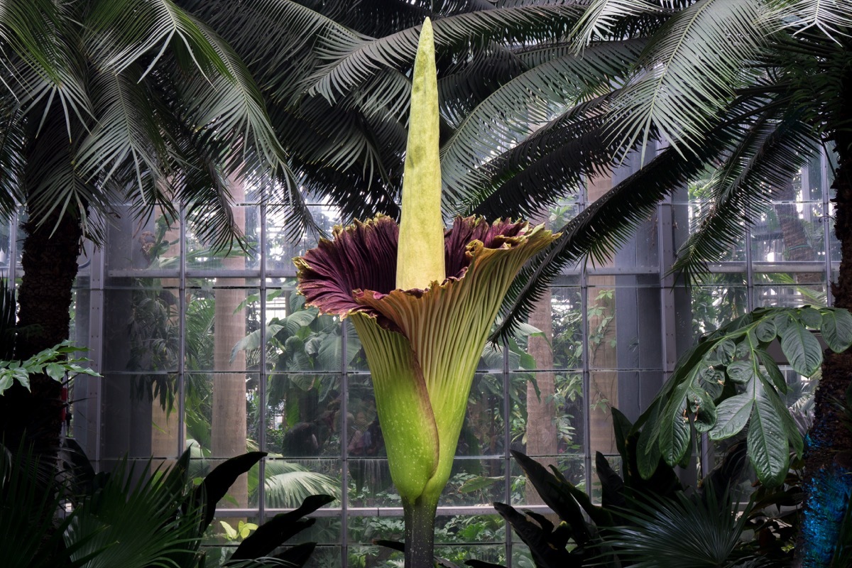 WASHINGTON, DC, USA - AUGUST 2, 2016: a corpse flower (Amorphophallus titanum) hits peak bloom at the United States Botanic Garden in Washington, DC. - Image