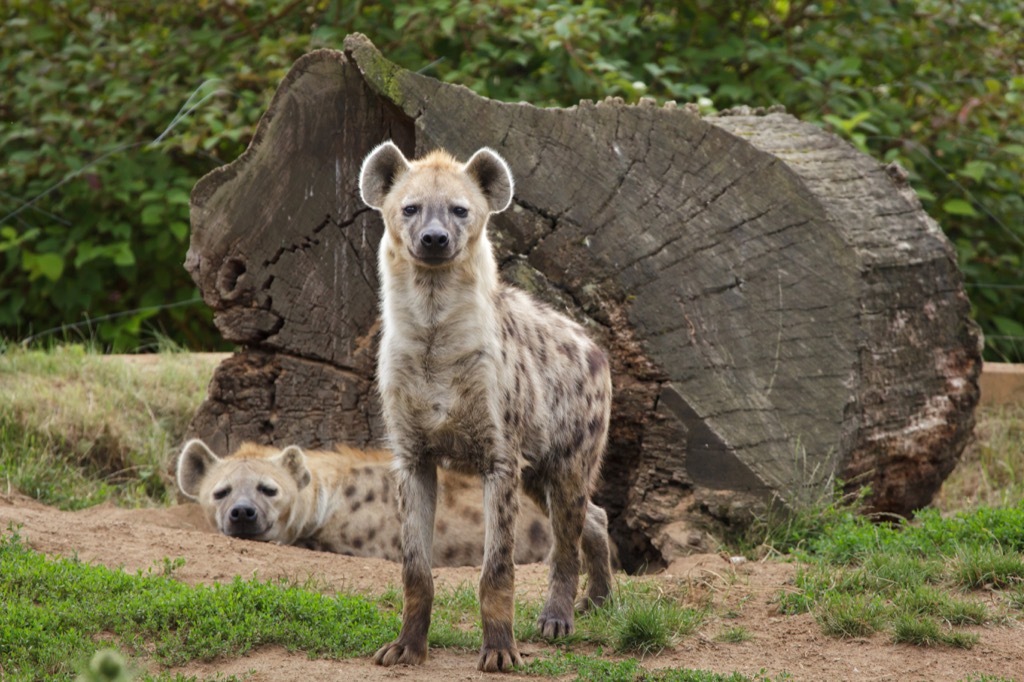 spotted hyenas