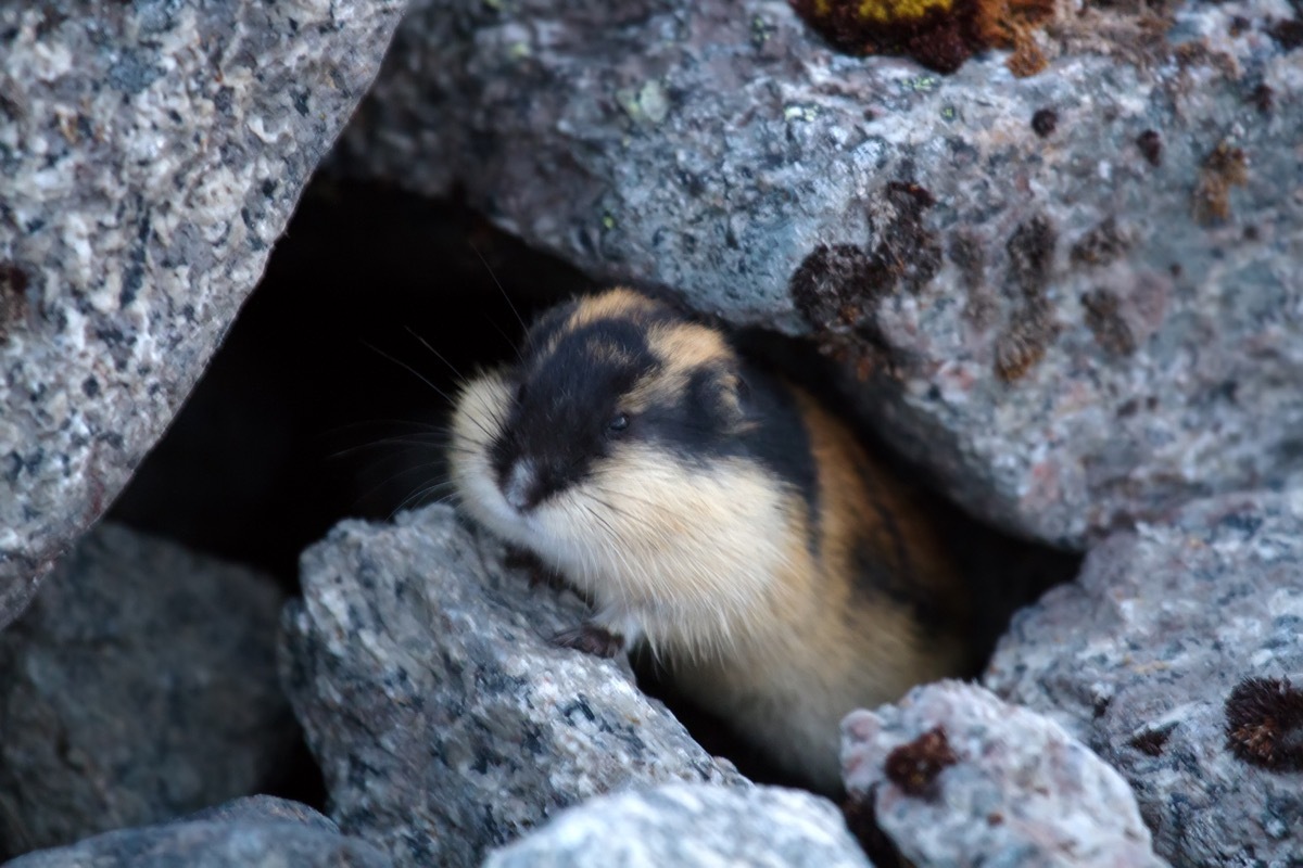 lemmings arctic animal