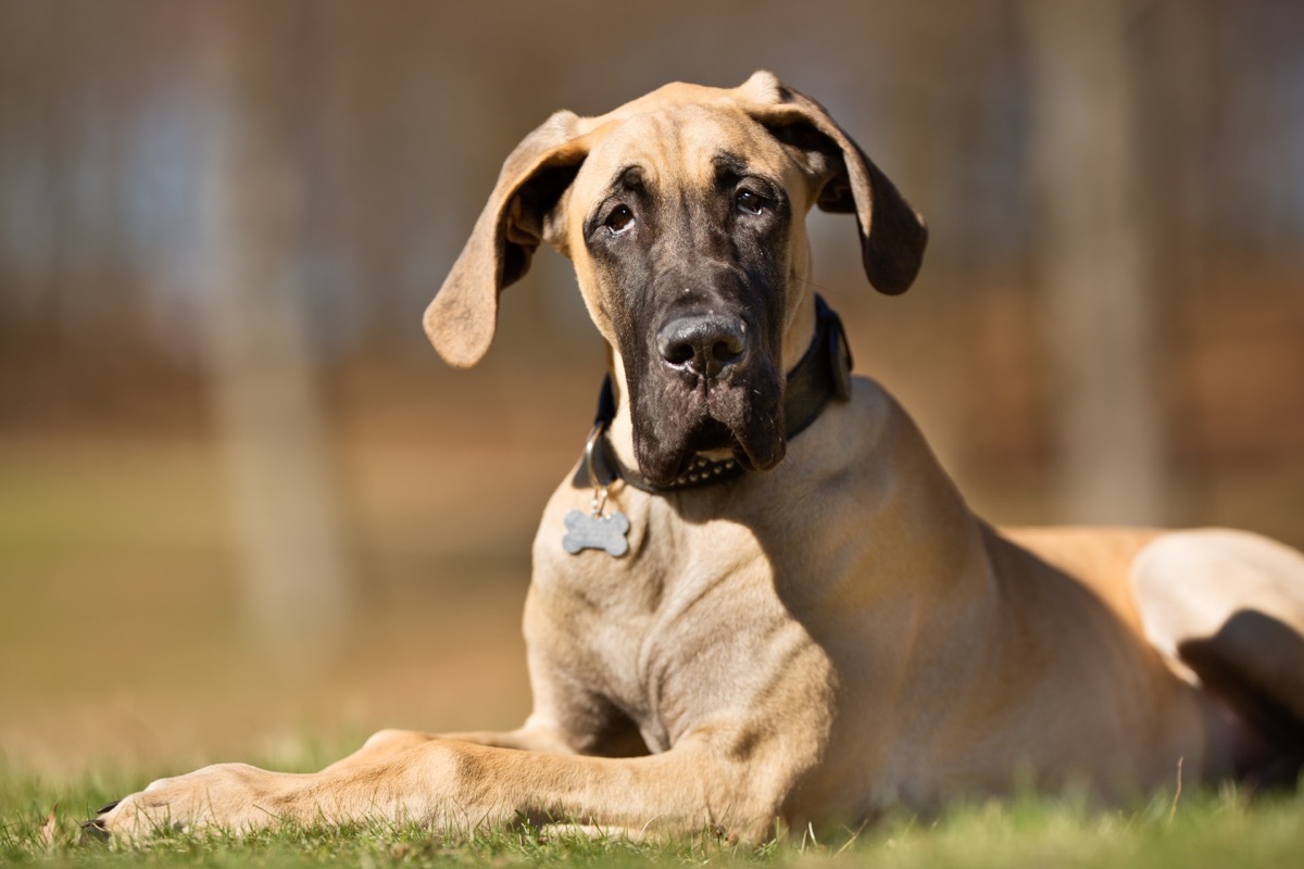 great dane dog