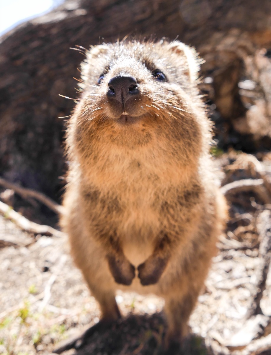 quokkas smiling animal