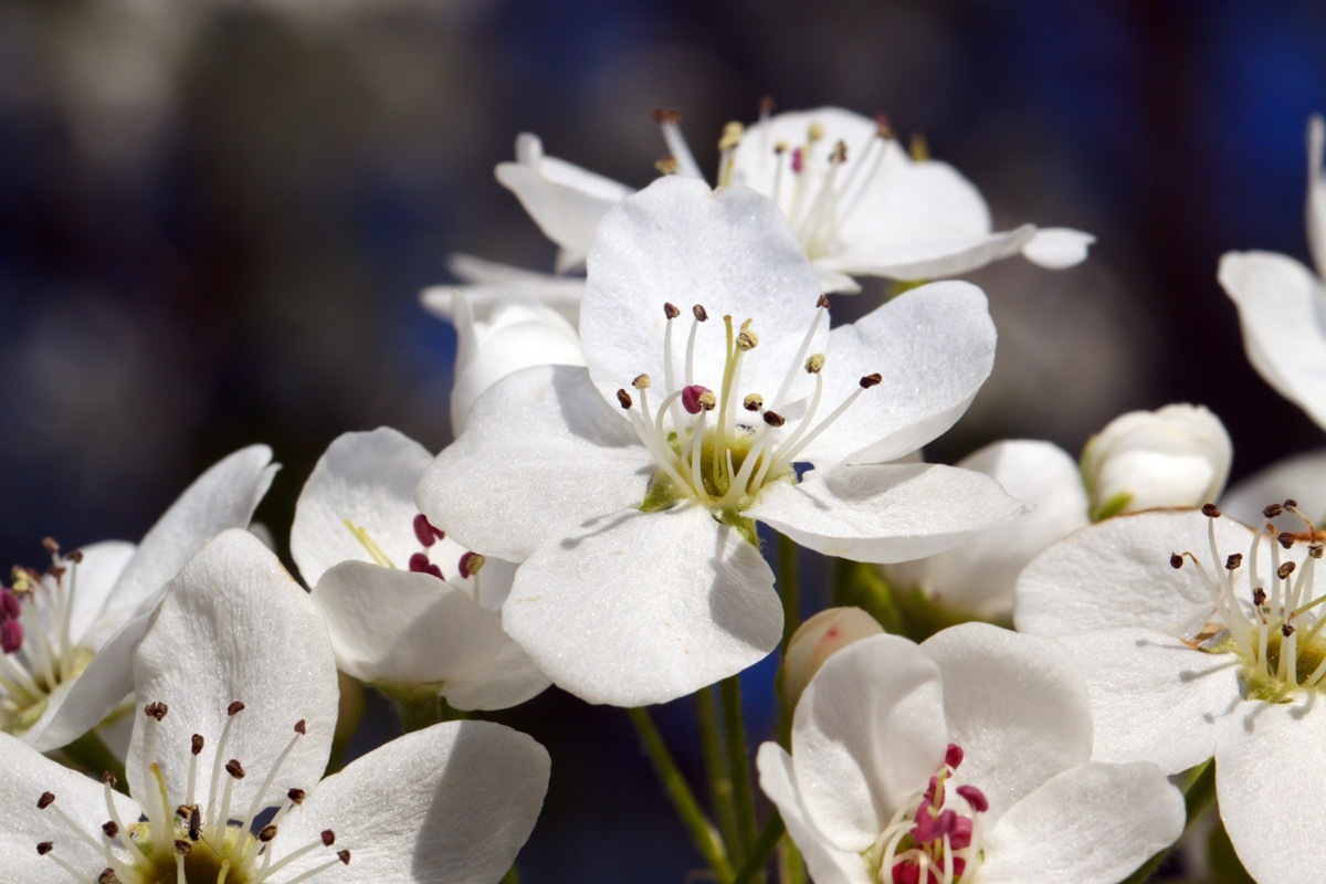 bradford pear leaves, white