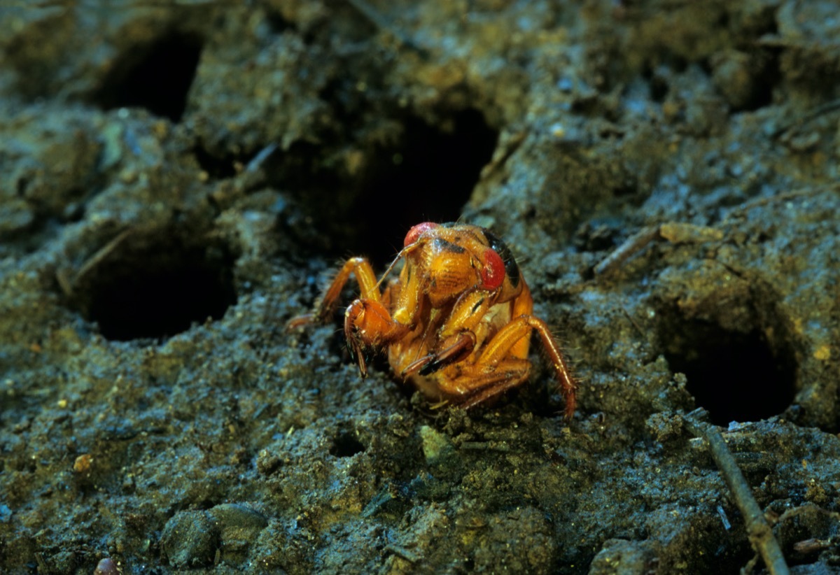 Cicada coming out of ground