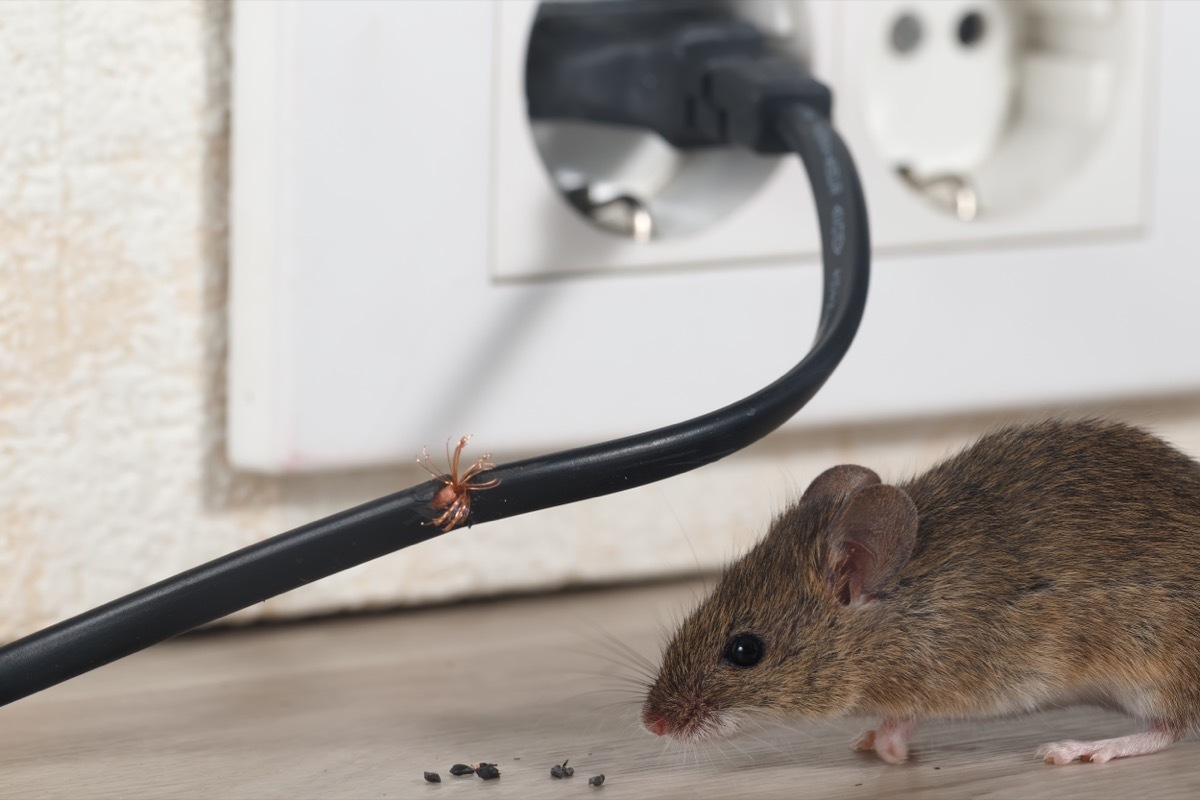 Mouse Chewing on Wire