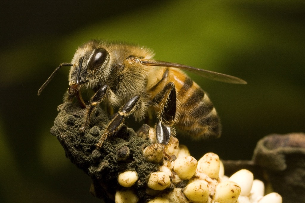 Africanized bee, killer bee