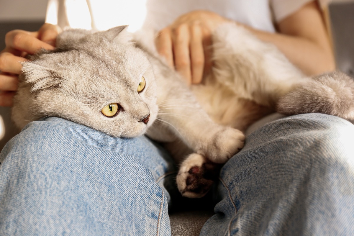 Portrait of cute scottish Fold breed cat with yellow eyes resting with its owner at home. Soft fluffy purebred lop-eared short hair kitty sitting on young woman's lap. Background, copy space, close up