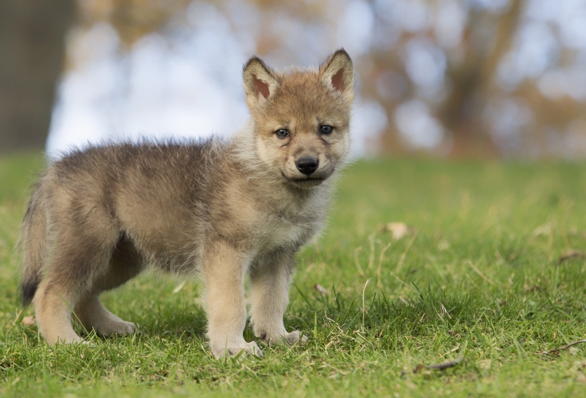 young grey wolf pup baby, standing on a hillside, dangerous baby animals