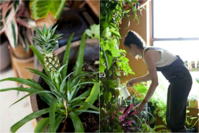 a-girl-with-a-green-thumb-500-plants-in-one-apartment-12