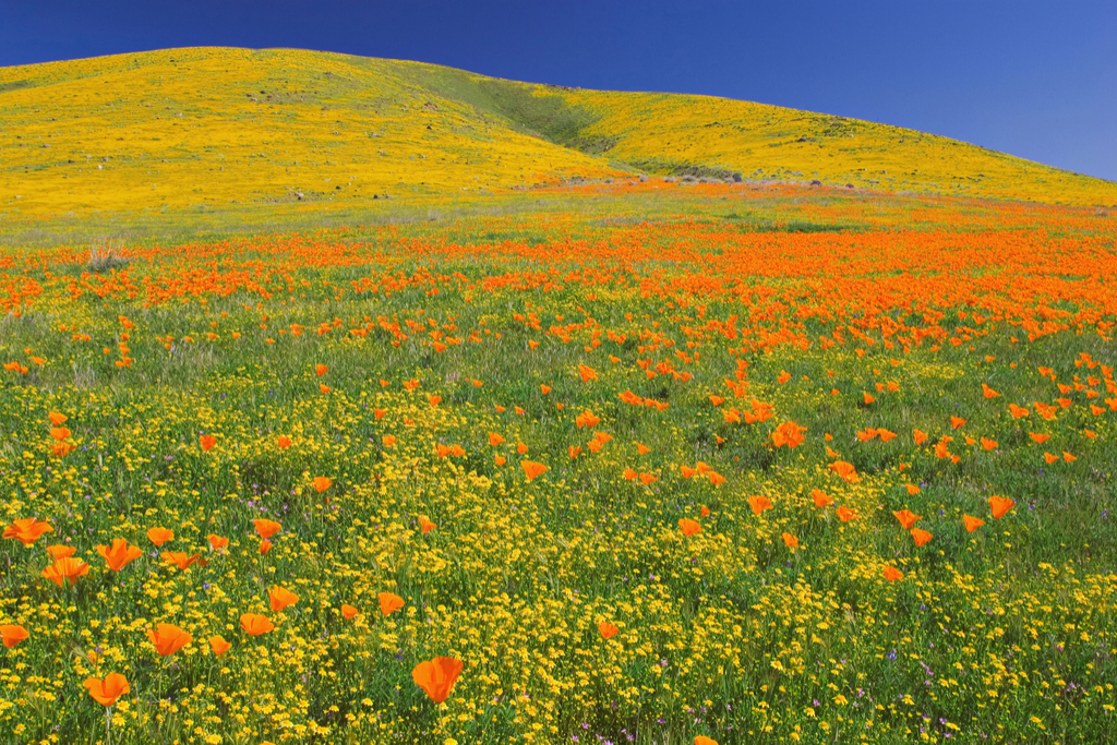 Antelope Valley California Poppy Reserve Magical Destinations