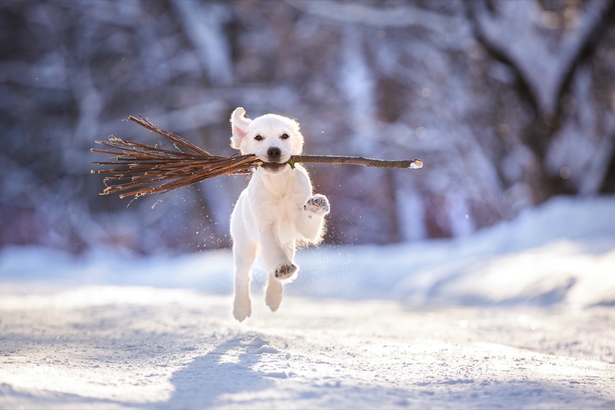 Puppy carrying sticks