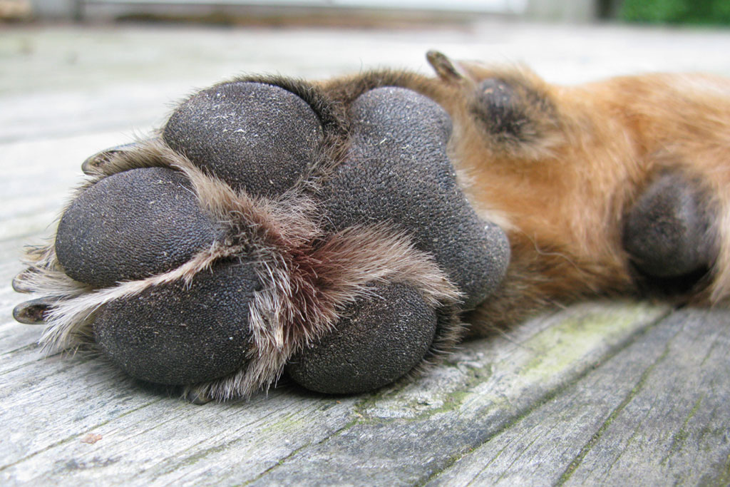 Image result for dog paws