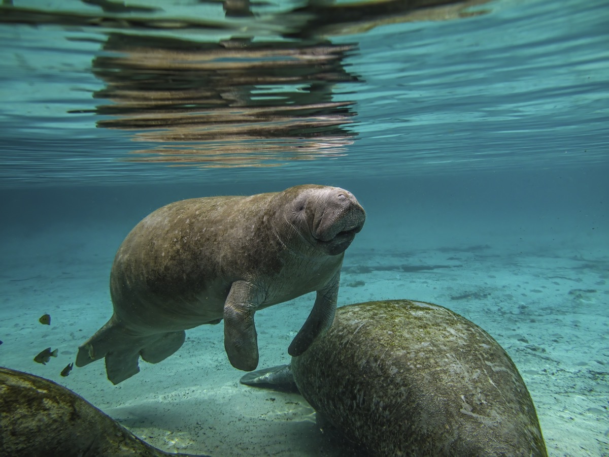 The West Indian manatee (Trichechus manatus) or 