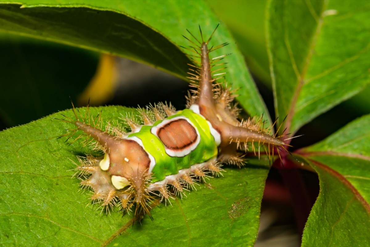 saddleback caterpillars dangerous bugs in america