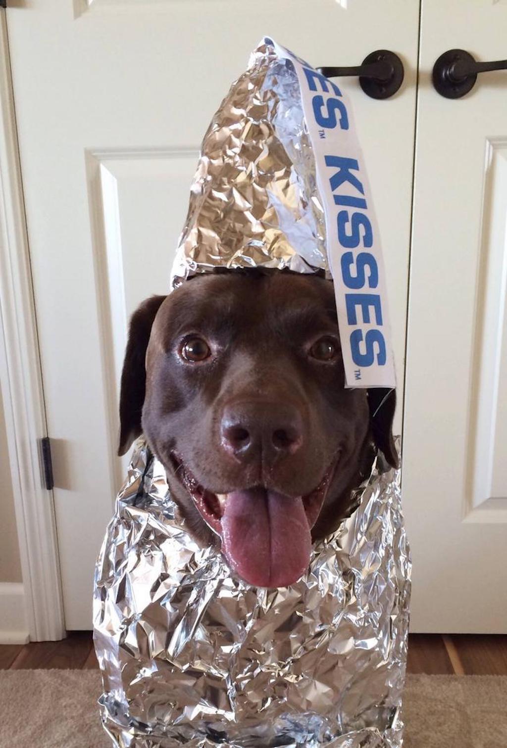 hershey's kiss dog