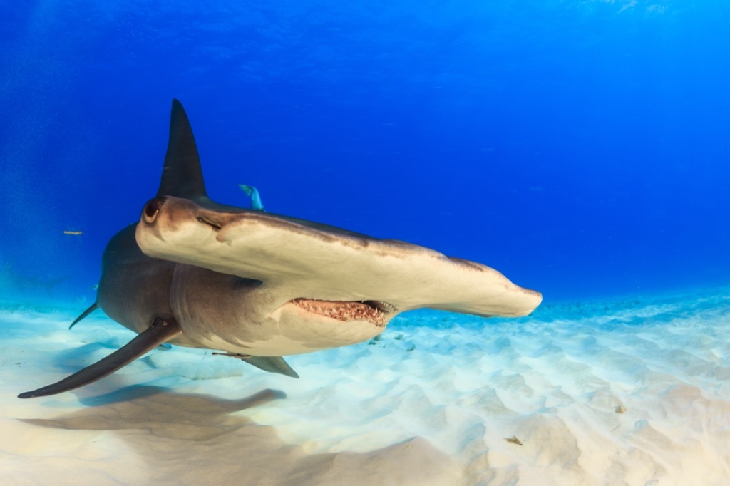 hammerhead shark