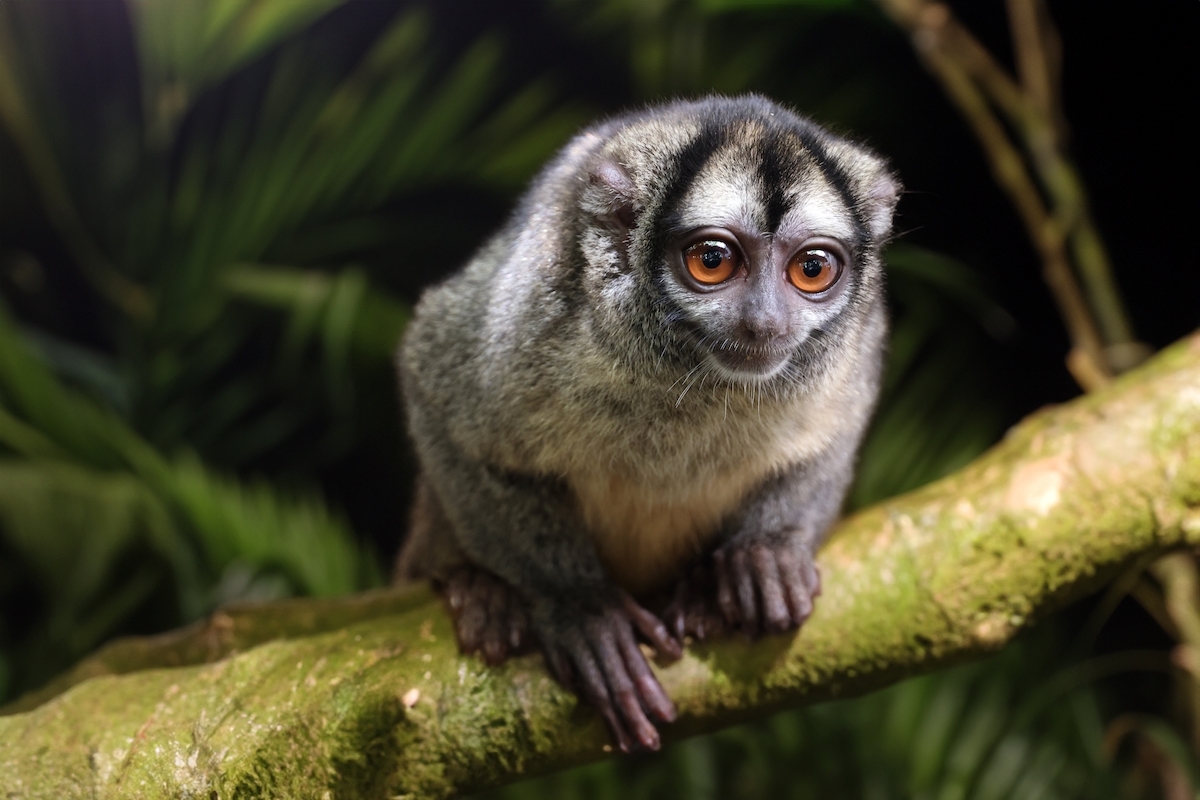 owl monkey sitting in a tree at night