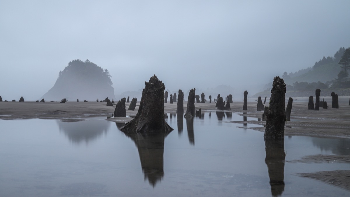 Neskowin Ghost Forest, Neskowin, Oregon