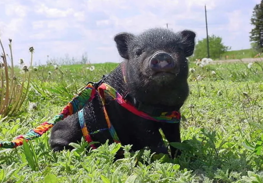 LuLu the pig animals who are real-life heroes