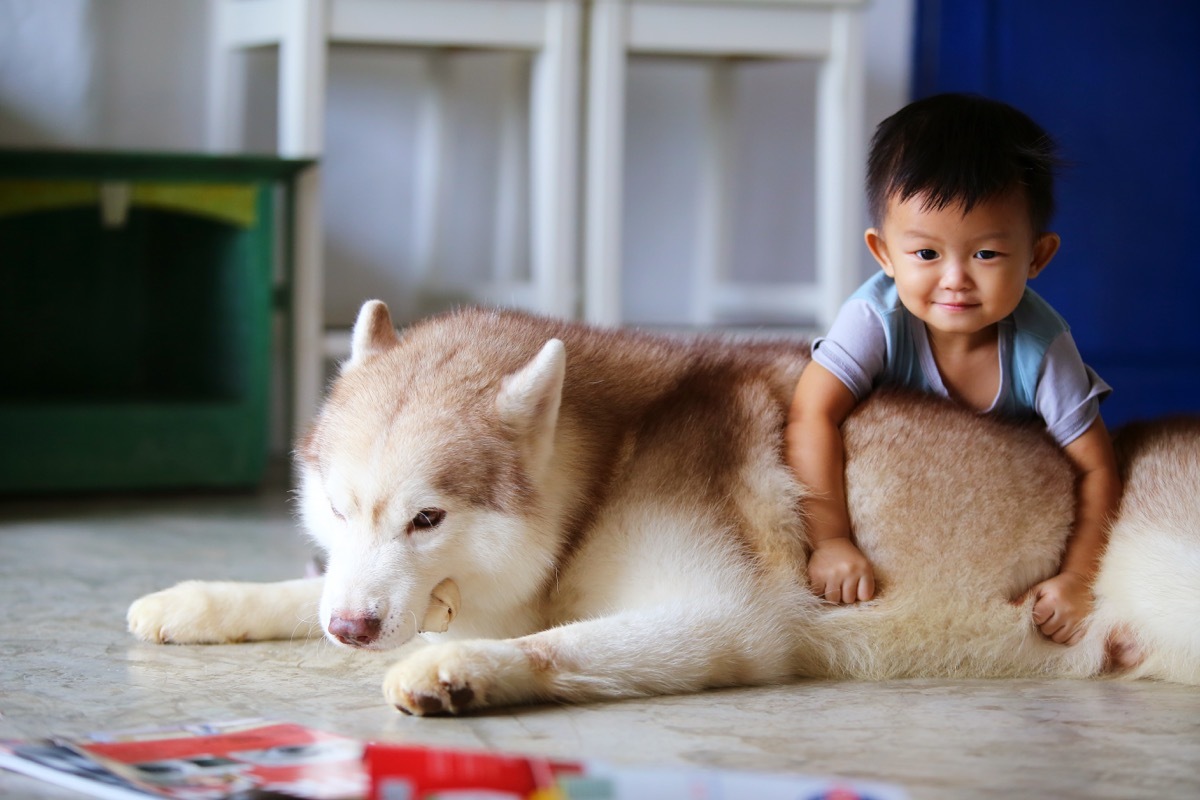 Husky and little boy