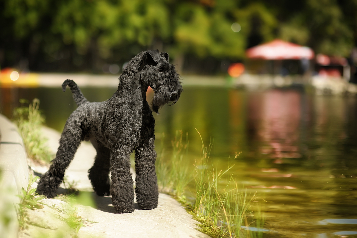 Kerry Blue Terrier dog next to lake