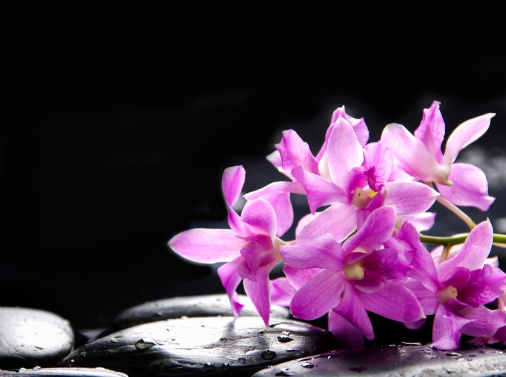 Orchid flowers