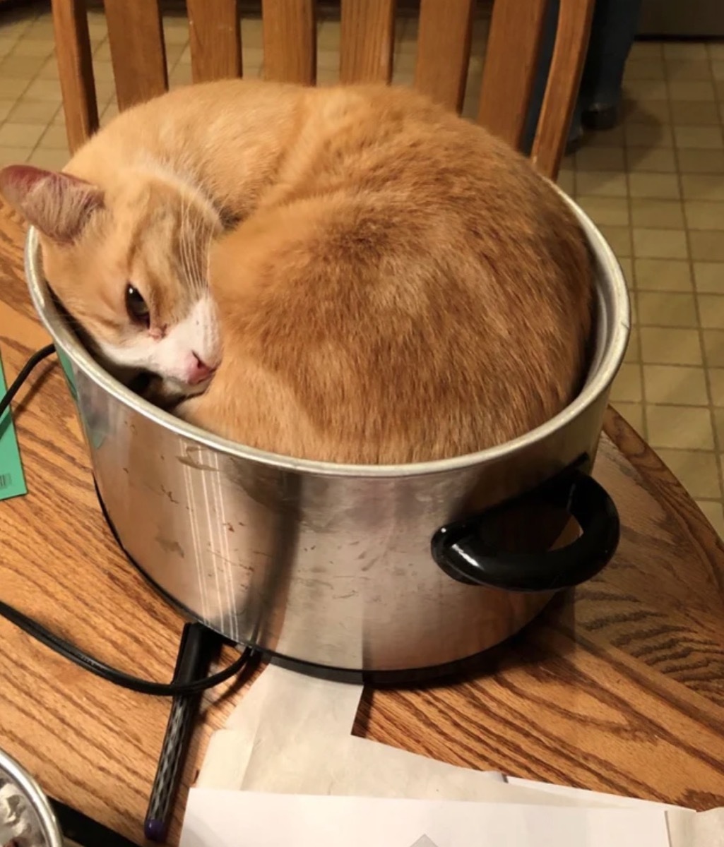 cat in crock pot adorable cat photos