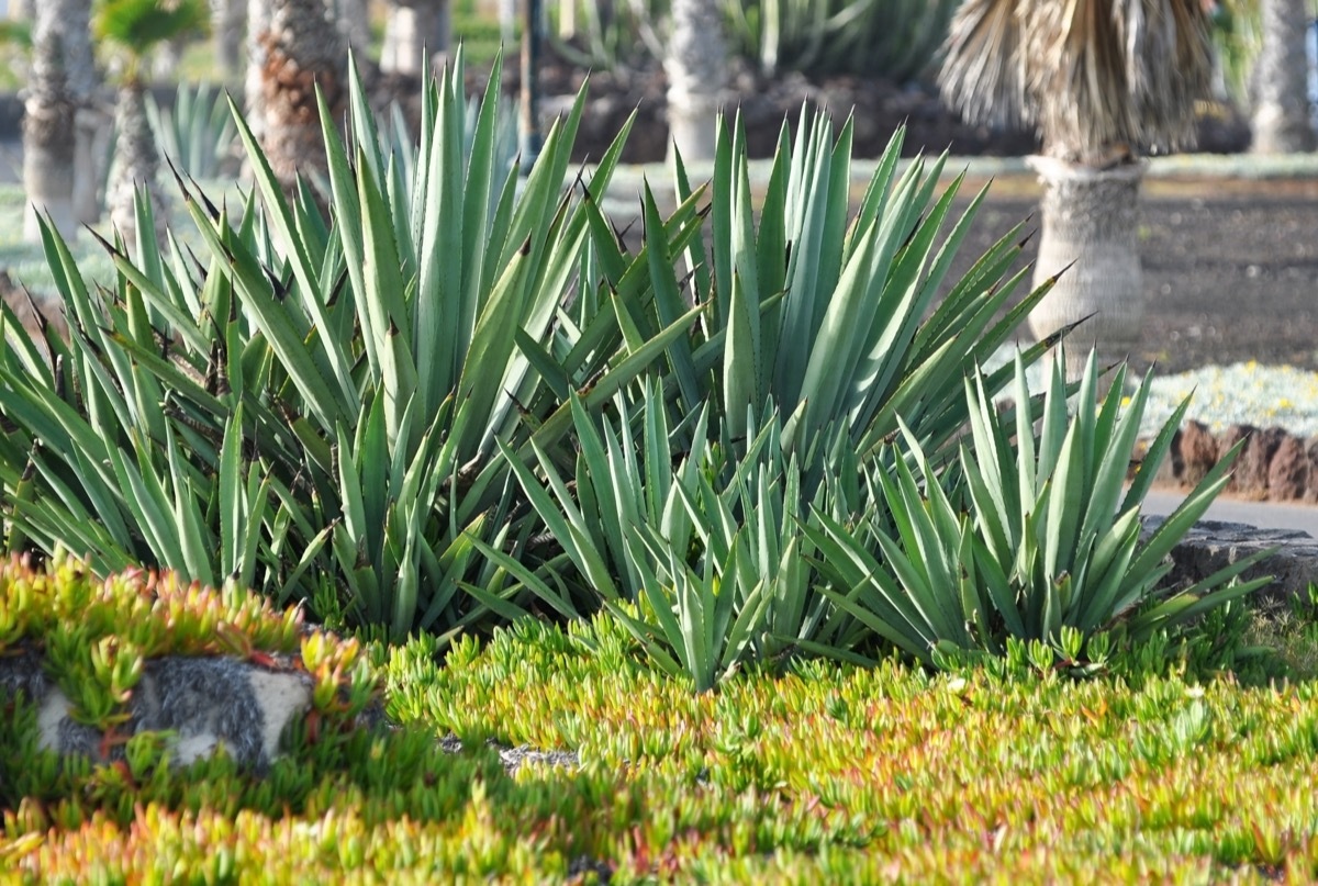 Agave in the sunny day, Tenerife, Canary islands, Spain