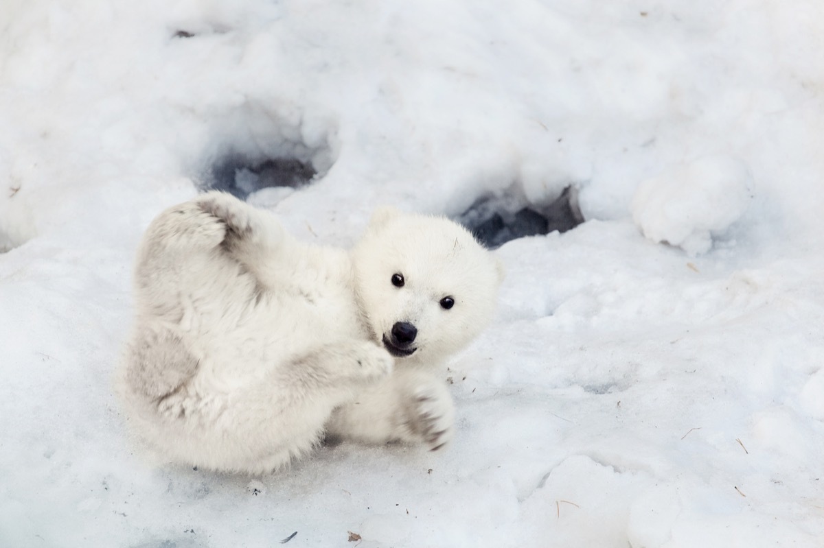 baby polar bear playing in snow, dangerous baby animals