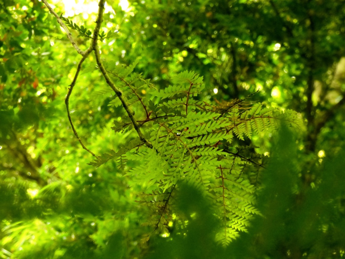 Leaves of Lomatia ferruginea (Fuinque), in the middle of the rainforest of southern chile mountain ranges - Image