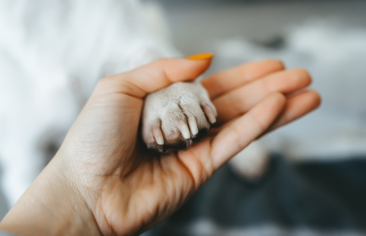 A close up of a dog's paw