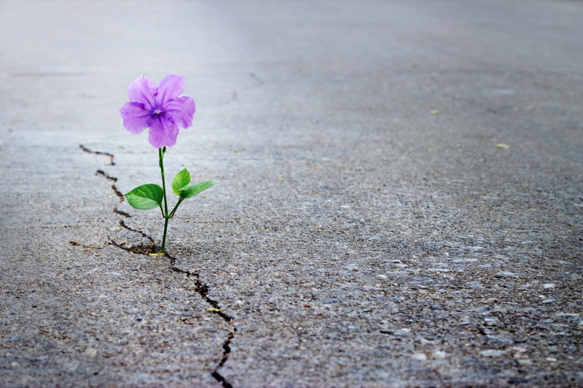 Purple flower growing on crack street