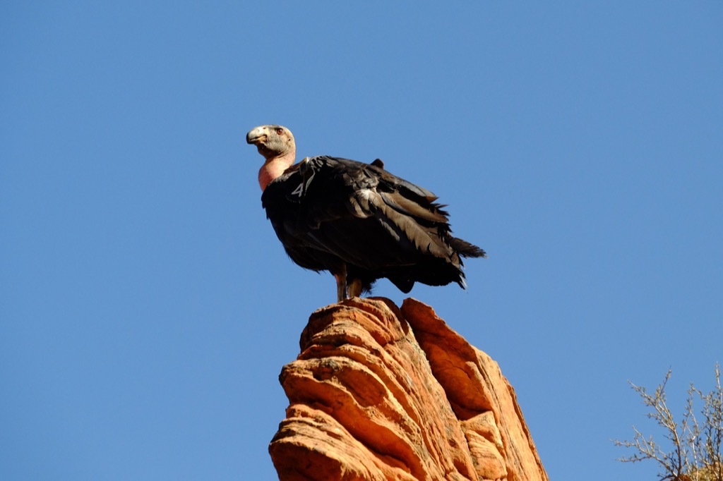 American vulture